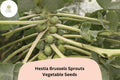 500 Hestia Brussels Sprouts Seeds – Sweet, Cold-Hardy, High-Yield Variety