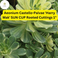 Variegated Aeonium Sun Cup | 3 Rooted Succulent Cuttings