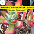 3 Echeveria Pulvinata 'Plush Chenille' Cuttings | Fuzzy Red-Tipped Succulent