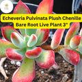 Echeveria 'Plush Chenille' Succulent – Fuzzy Red-Green Leaves, 3" Bare Root Plant