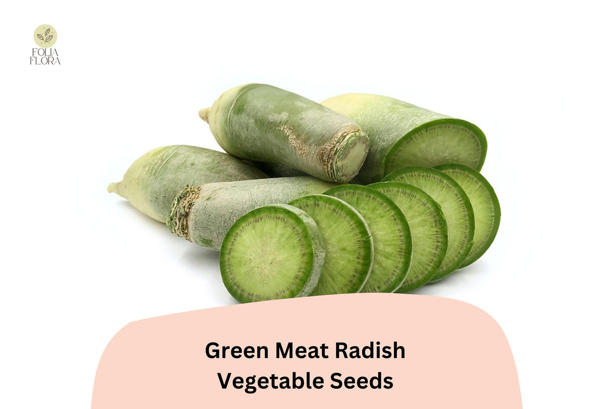 500 Green Meat Radish Seeds - Heirloom Daikon Variety, Crisp & Mild