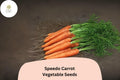 Speedo Carrot Seeds – 1000 Fast-Growing Sweet Tender Carrots for Planting