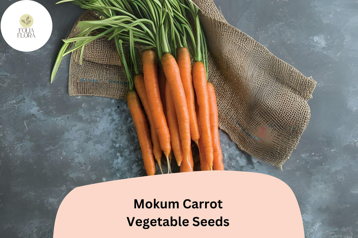 1000 Mokum Carrot Seeds - Sweet Crisp Early Hybrid Carrot Seeds for Planting