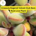 1 Crassula Rogersii 'Velvet Club' Succulent - Fuzzy Live Bare Root Plant