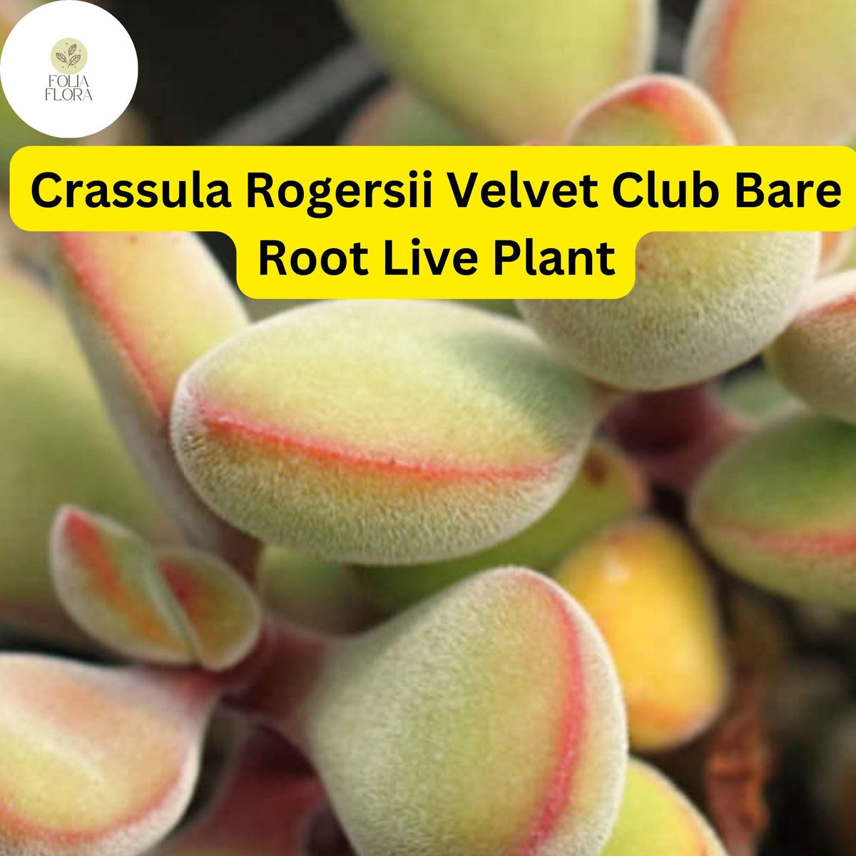 1 Crassula Rogersii 'Velvet Club' Succulent - Fuzzy Live Bare Root Plant