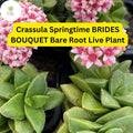 Crassula Springtime Succulent – Pink Blooms, Easy-Care Bare Root Plant