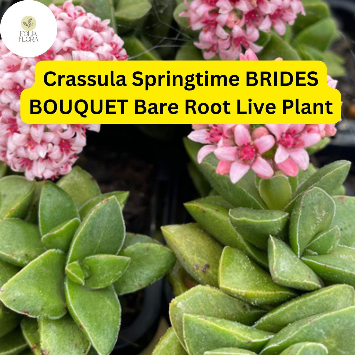 Crassula Springtime Succulent – Pink Blooms, Easy-Care Bare Root Plant