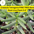 Crassula Tetragona 'Pine Tree' Succulent | Live Bare Root Plant