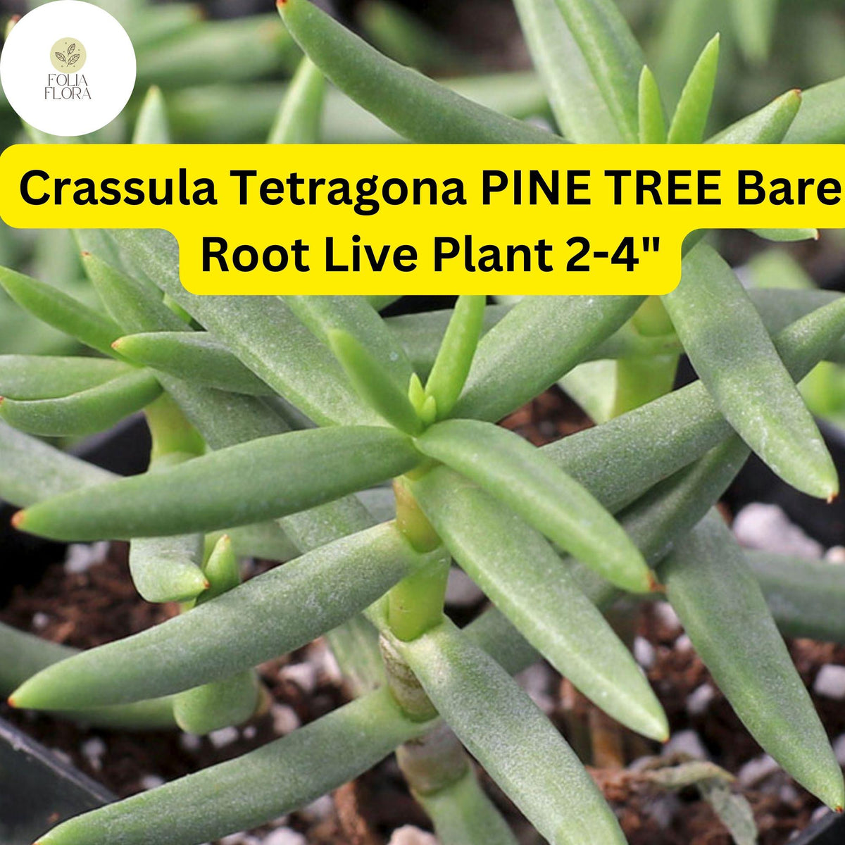 Crassula Tetragona 'Pine Tree' Succulent | Live Bare Root Plant