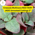 2 Red Fairy Jade Succulent Cuttings | Easy-Care Trailing Ground Cover