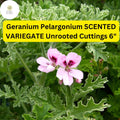 Scented Variegated Geranium Pelargonium | 3 Live 6" Unrooted Cuttings | Fragrant Easy-Care Plant
