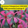 Geranium Pelargonium 'Cascade Pink' 3 Live 6" Unrooted Cuttings Trailing Flowering Plant