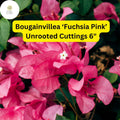 Bougainvillea 'Fuchsia Pink' 7 Unrooted Cuttings - Vibrant Climbing Vine