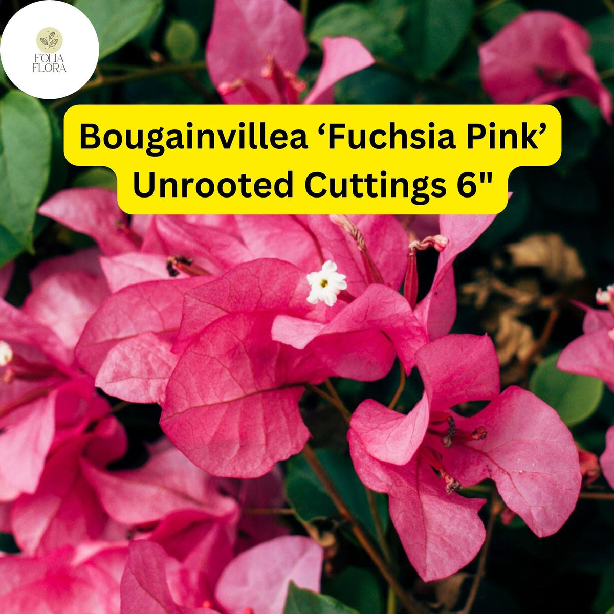 Bougainvillea 'Fuchsia Pink' 7 Unrooted Cuttings - Vibrant Climbing Vine