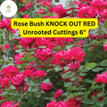 3 Knock Out Red Rose Cuttings - Disease-Resistant, Continuous Blooms