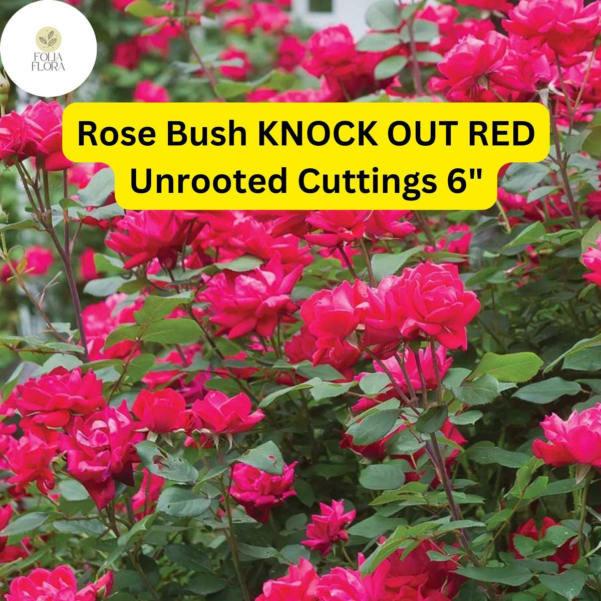 3 Knock Out Red Rose Cuttings - Disease-Resistant, Continuous Blooms