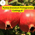 7 Pomegranate Tree Cuttings | Punica Granatum Live Stems 6 Inch