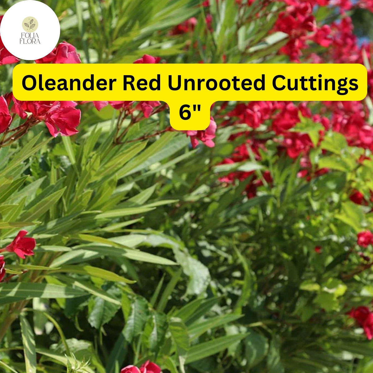 Oleander Red Cuttings | 7 Live 6-Inch Unrooted Cuttings | Drought-Tolerant Evergreen Flowering Shrub