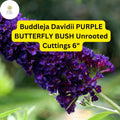 Purple Butterfly Bush Cuttings - 7 Unrooted Buddleja Davidii Stems, 6 Inches
