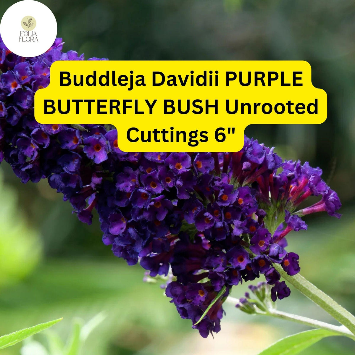 Purple Butterfly Bush Cuttings - 7 Unrooted Buddleja Davidii Stems, 6 Inches