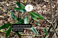 Laurel Greenbrier Seeds (Smilax laurifolia) - 5 Seeds for Wildlife & Natural Fencing