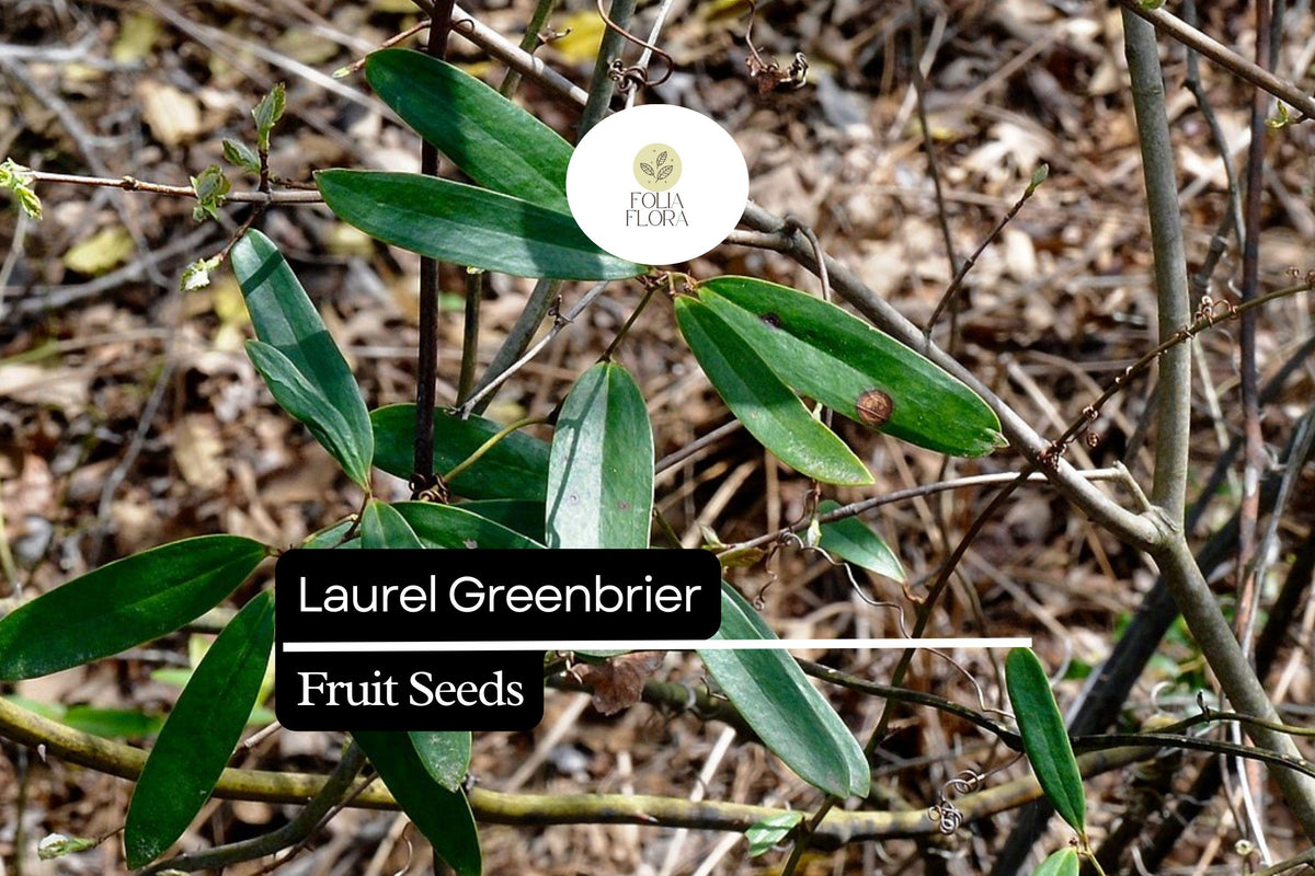 Laurel Greenbrier Seeds (Smilax laurifolia) - 5 Seeds for Wildlife & Natural Fencing