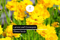 Lance Leaf Coreopsis Seeds – Bright Yellow Wildflower, Pollinator Friendly (25 Seeds)