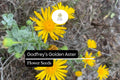 Godfrey's Golden Aster Seeds (Chrysopsis godfreyi) - 25 Rare Native Wildflower Seeds for Pollinators