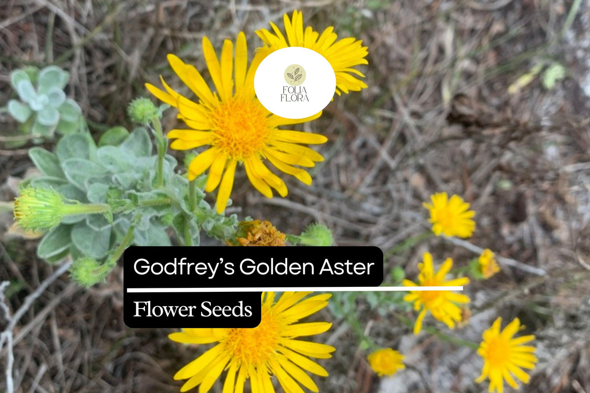 Godfrey's Golden Aster Seeds (Chrysopsis godfreyi) - 25 Rare Native Wildflower Seeds for Pollinators
