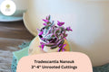 3 Unrooted Tradescantia Nanouk Cuttings 3-4 Inches | Pink Wandering Jew Houseplant