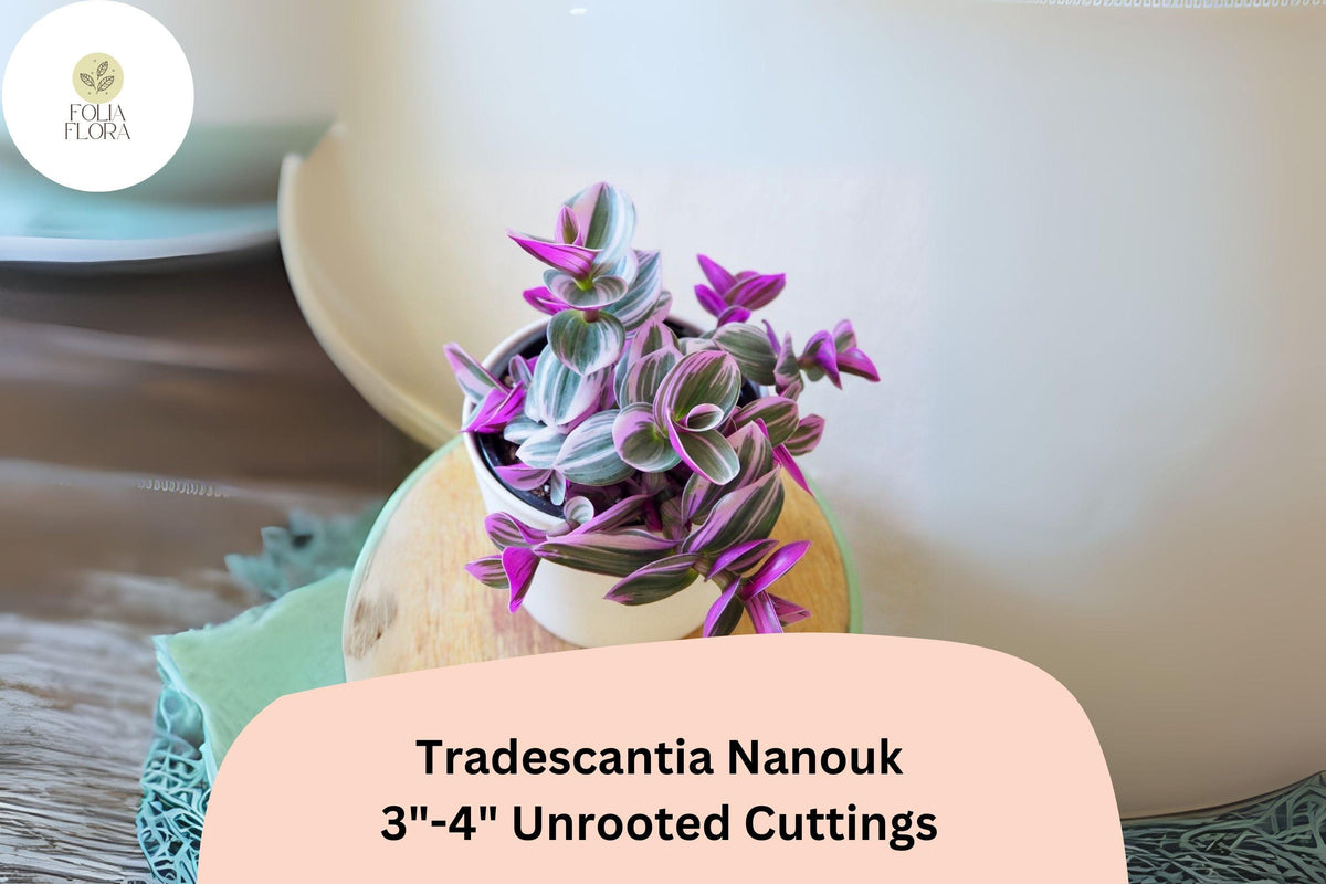 3 Unrooted Tradescantia Nanouk Cuttings 3-4 Inches | Pink Wandering Jew Houseplant