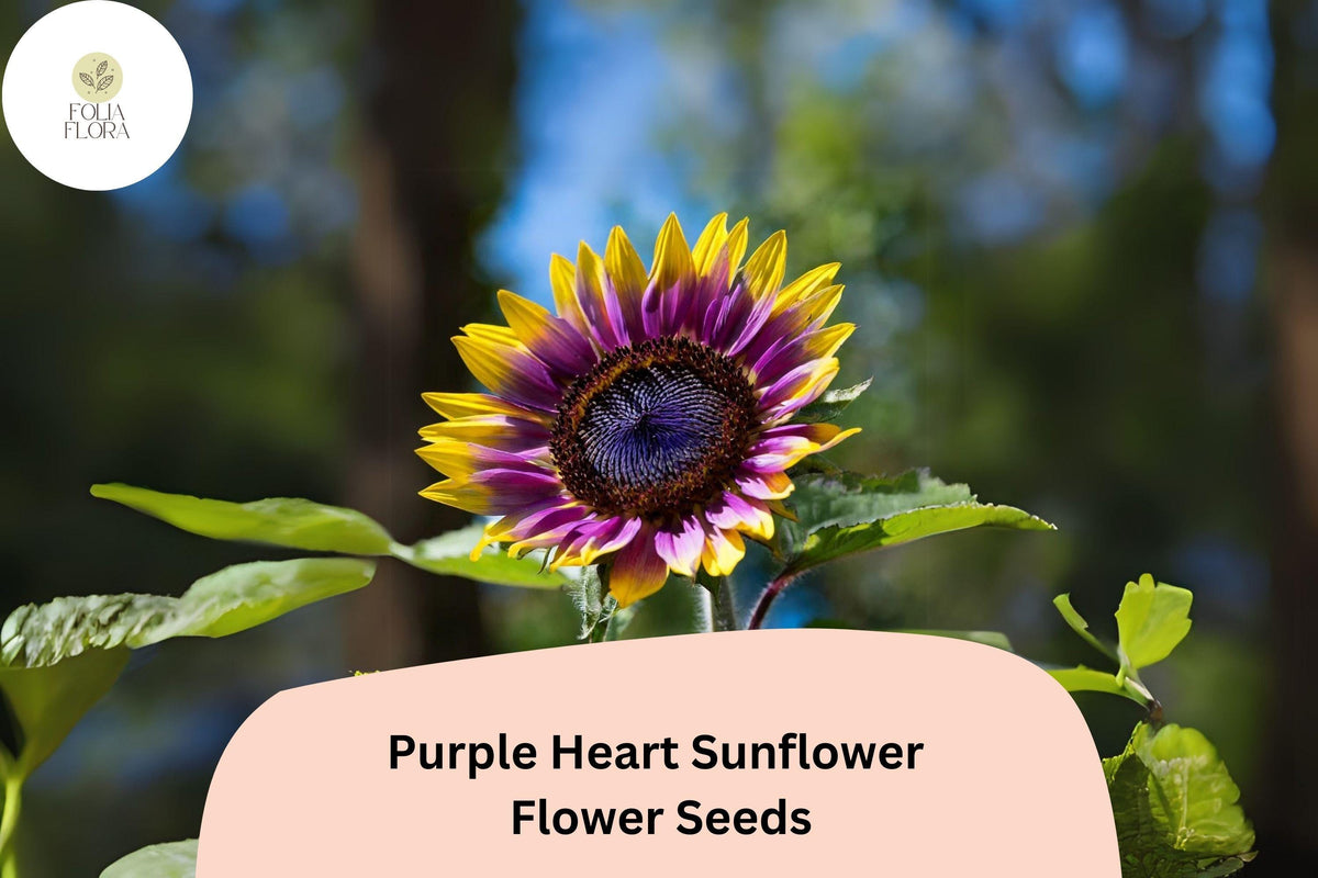 50 Purple Heart Sunflower Seeds - Rare Helianthus with Deep Purple Center