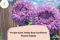 50 Purple Giant Teddy Bear Sunflower Seeds – Fluffy Rare Sunflowers for Planting