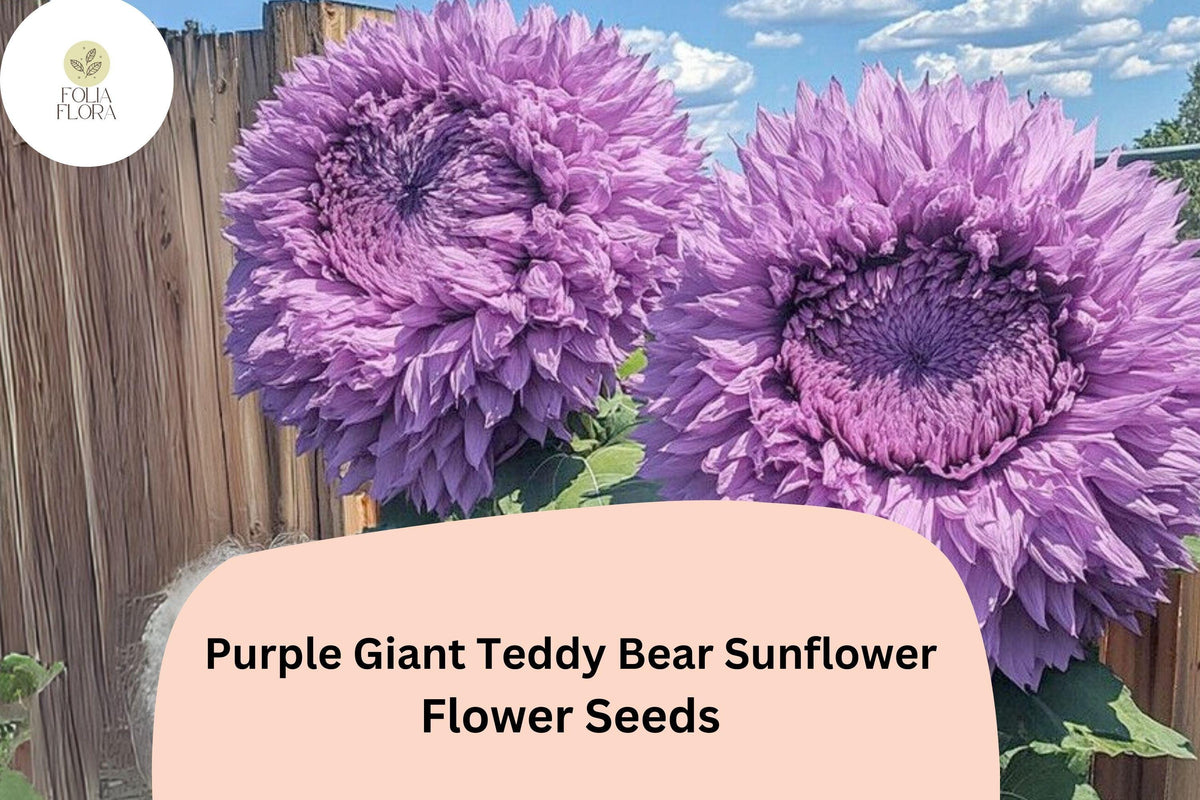 50 Purple Giant Teddy Bear Sunflower Seeds – Fluffy Rare Sunflowers for Planting