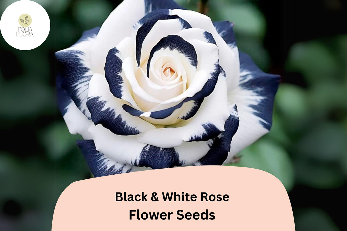 20 Black and White Rose Seeds – Rare Two-Tone Perennial Flower
