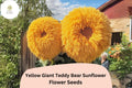 Giant Teddy Bear Sunflower Seeds – Rare Yellow Blooms, Easy to Grow (50 Seeds)