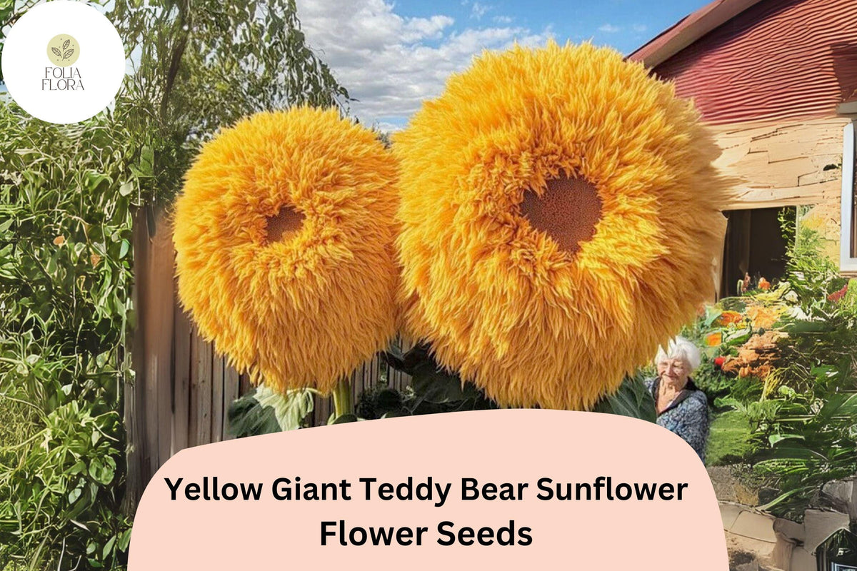 Giant Teddy Bear Sunflower Seeds – Rare Yellow Blooms, Easy to Grow (50 Seeds)