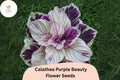 Purple Beauty Calathea Seeds – Exotic Tropical Foliage (25 Seeds)