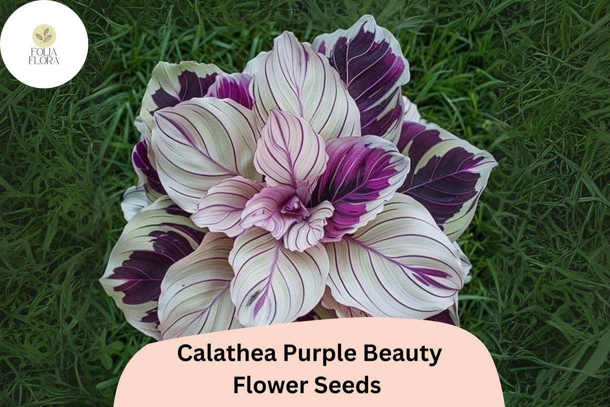 Purple Beauty Calathea Seeds – Exotic Tropical Foliage (25 Seeds)