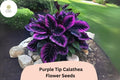 Purple Tip Calathea Seeds - 25 Exotic Tropical Foliage Seeds for Planting