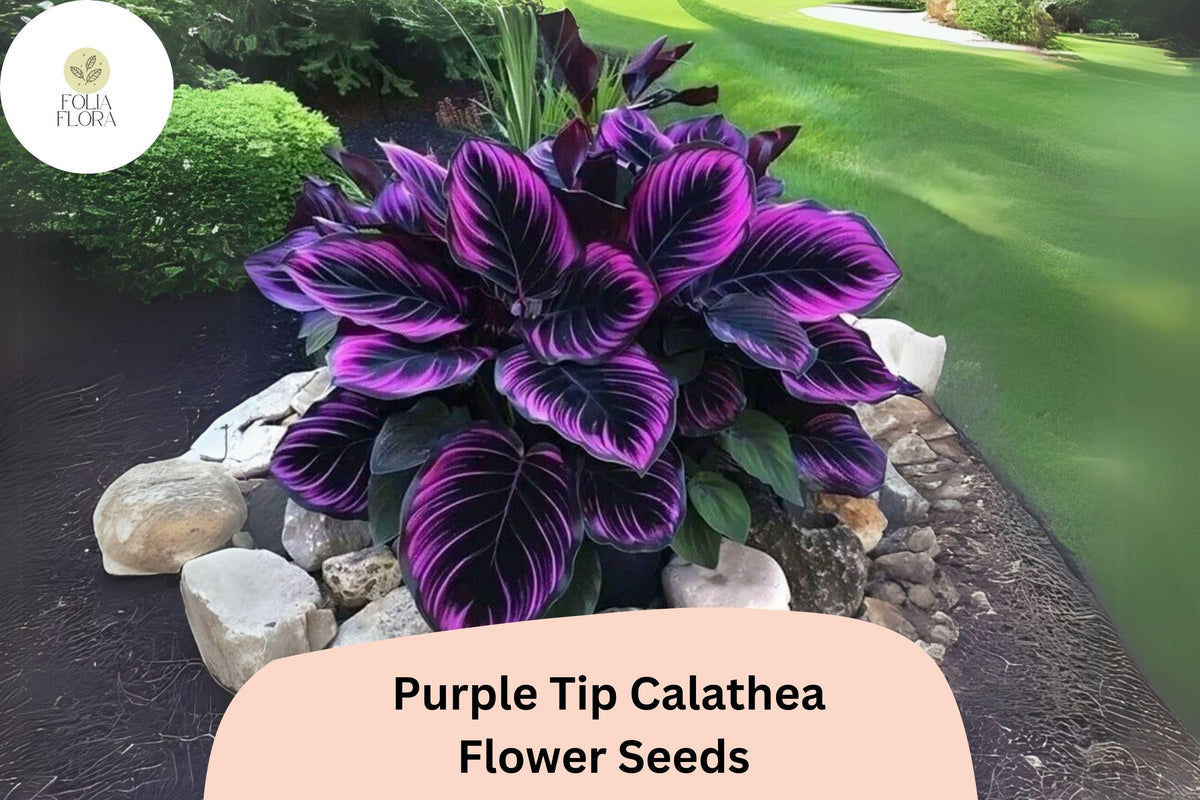 Purple Tip Calathea Seeds - 25 Exotic Tropical Foliage Seeds for Planting