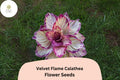 Velvet Flame Calathea Seeds - 25 Exotic Tropical Foliage Plant Seeds
