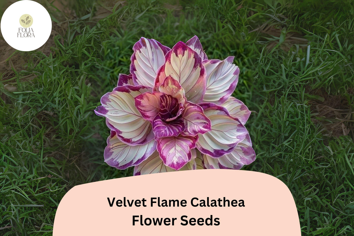 Velvet Flame Calathea Seeds - 25 Exotic Tropical Foliage Plant Seeds
