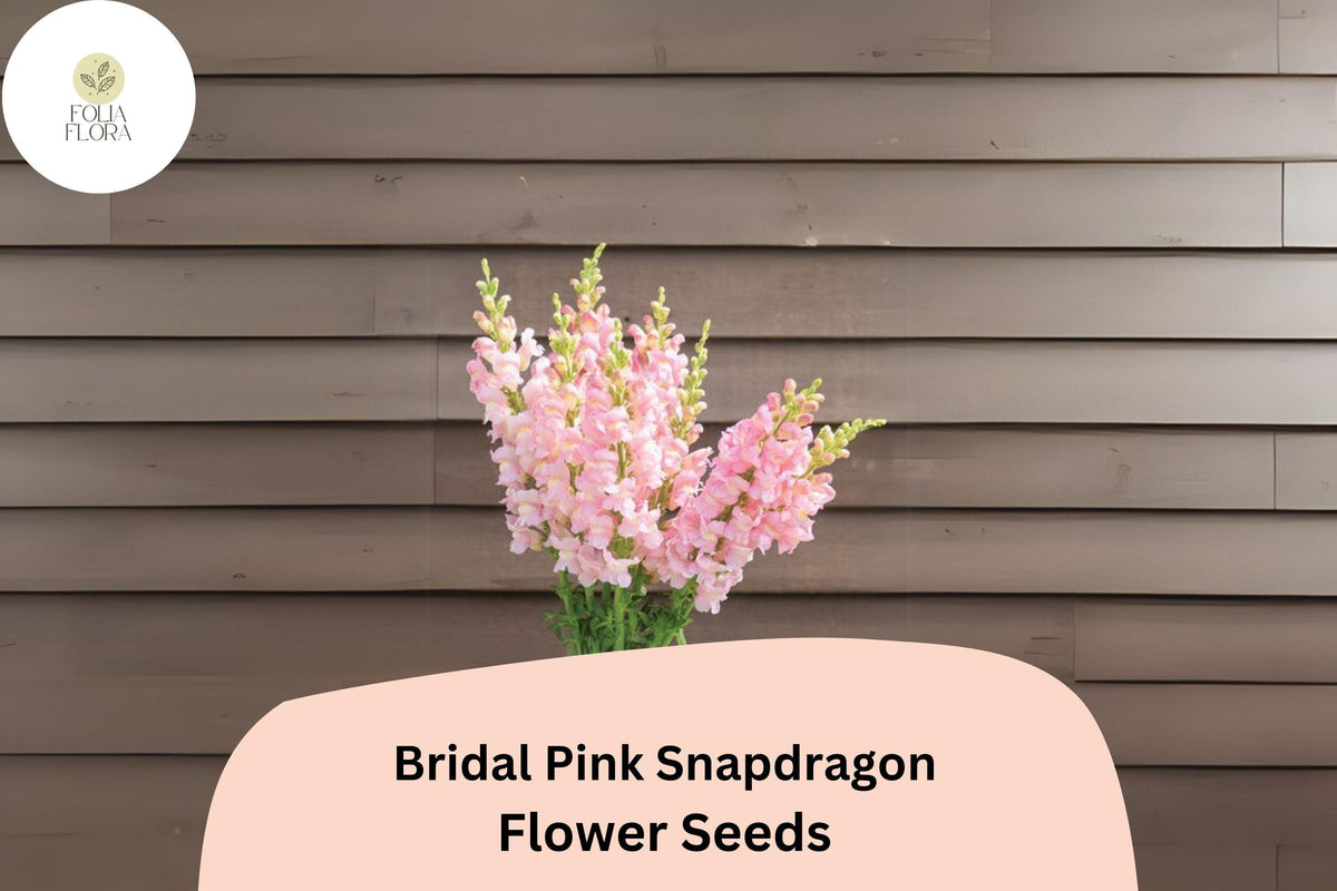 1000 Bridal Pink Snapdragon Seeds for Planting | Pastel Blooms & Pollinator Gardens