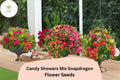 1000 Candy Showers Snapdragon Seeds – Trailing Blooms for Hanging Baskets