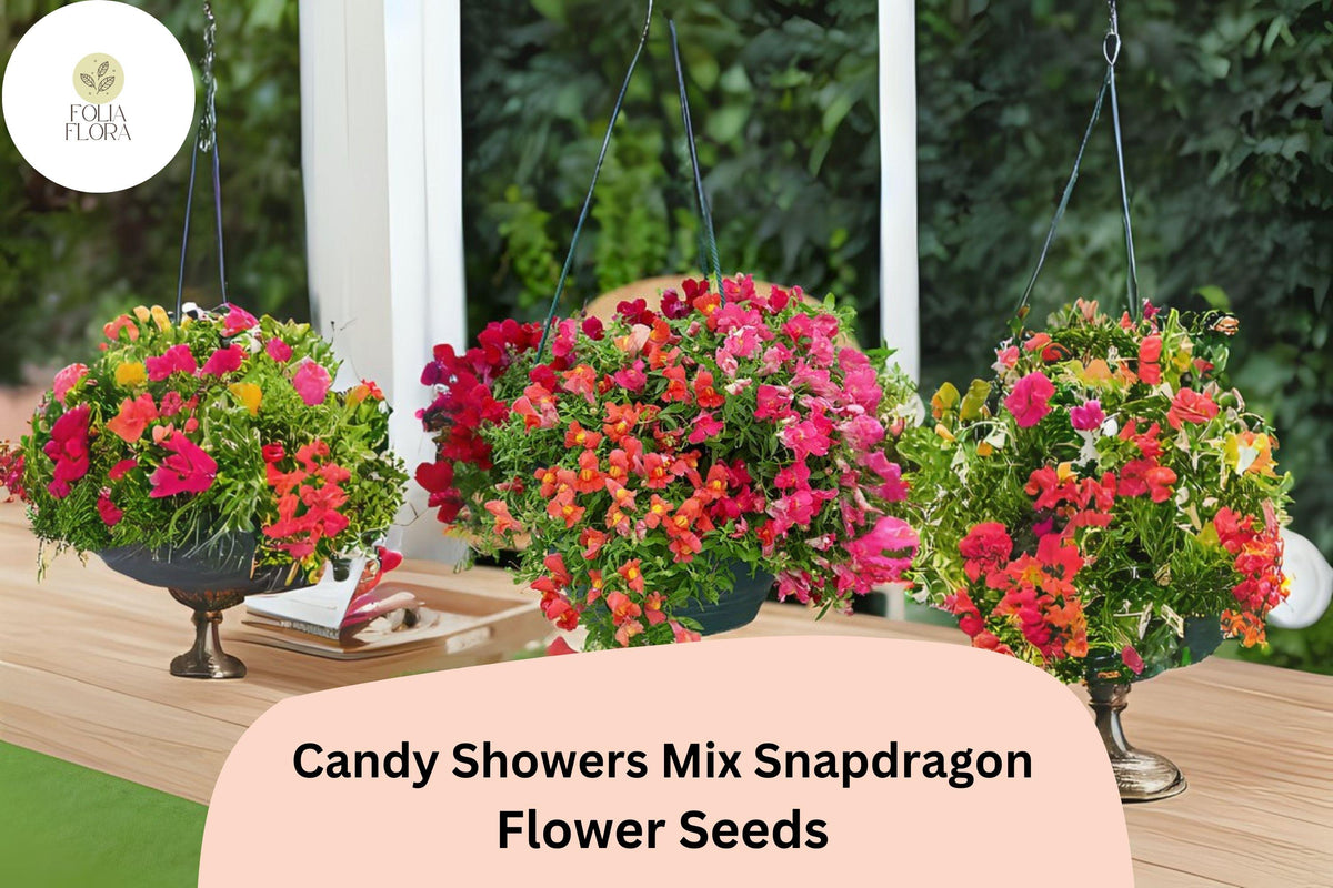 1000 Candy Showers Snapdragon Seeds – Trailing Blooms for Hanging Baskets