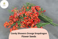 Orange Snapdragon Seeds - Candy Showers Cascading Blooms, 1000 Seeds