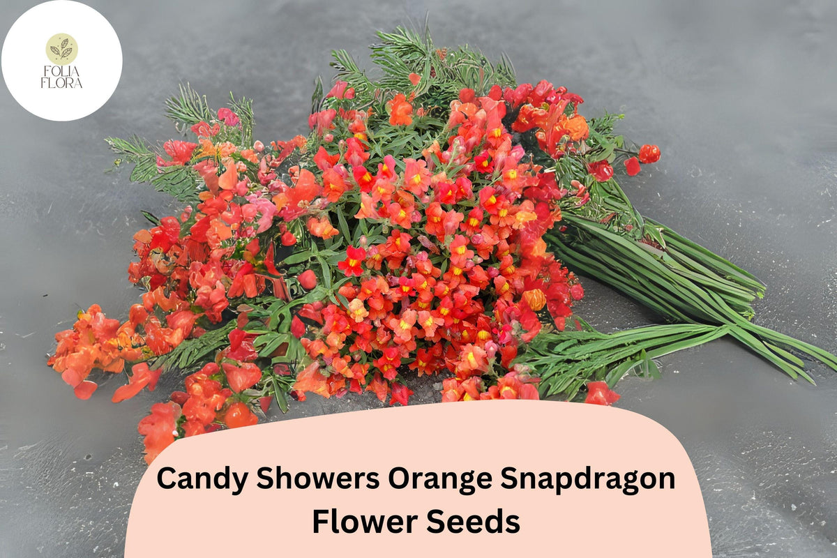 Orange Snapdragon Seeds - Candy Showers Cascading Blooms, 1000 Seeds