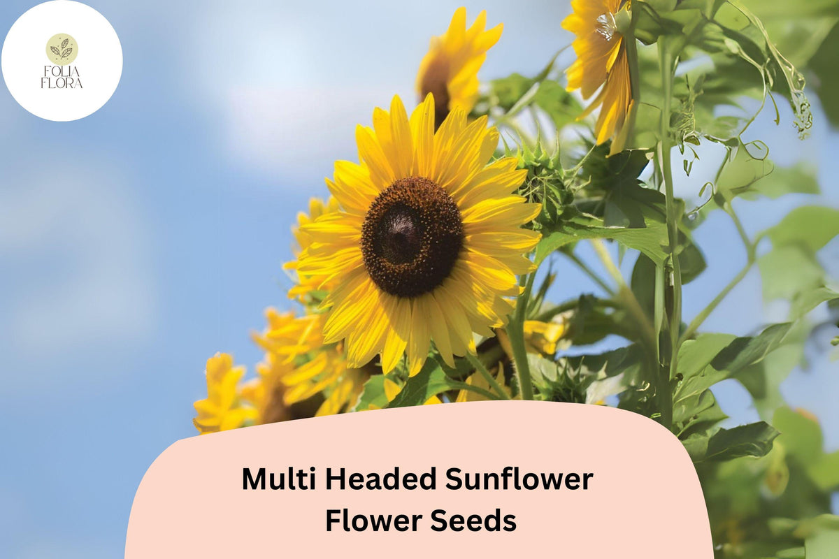 Multi-Headed Sunflower Seeds - Rare Blooms, Easy to Grow (50 Seeds)
