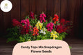 Candy Tops Snapdragon Seeds – Vibrant Blooms for Gardens & Containers (1000 Seeds)